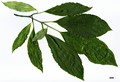 SpeciesSub: var. urbiniana